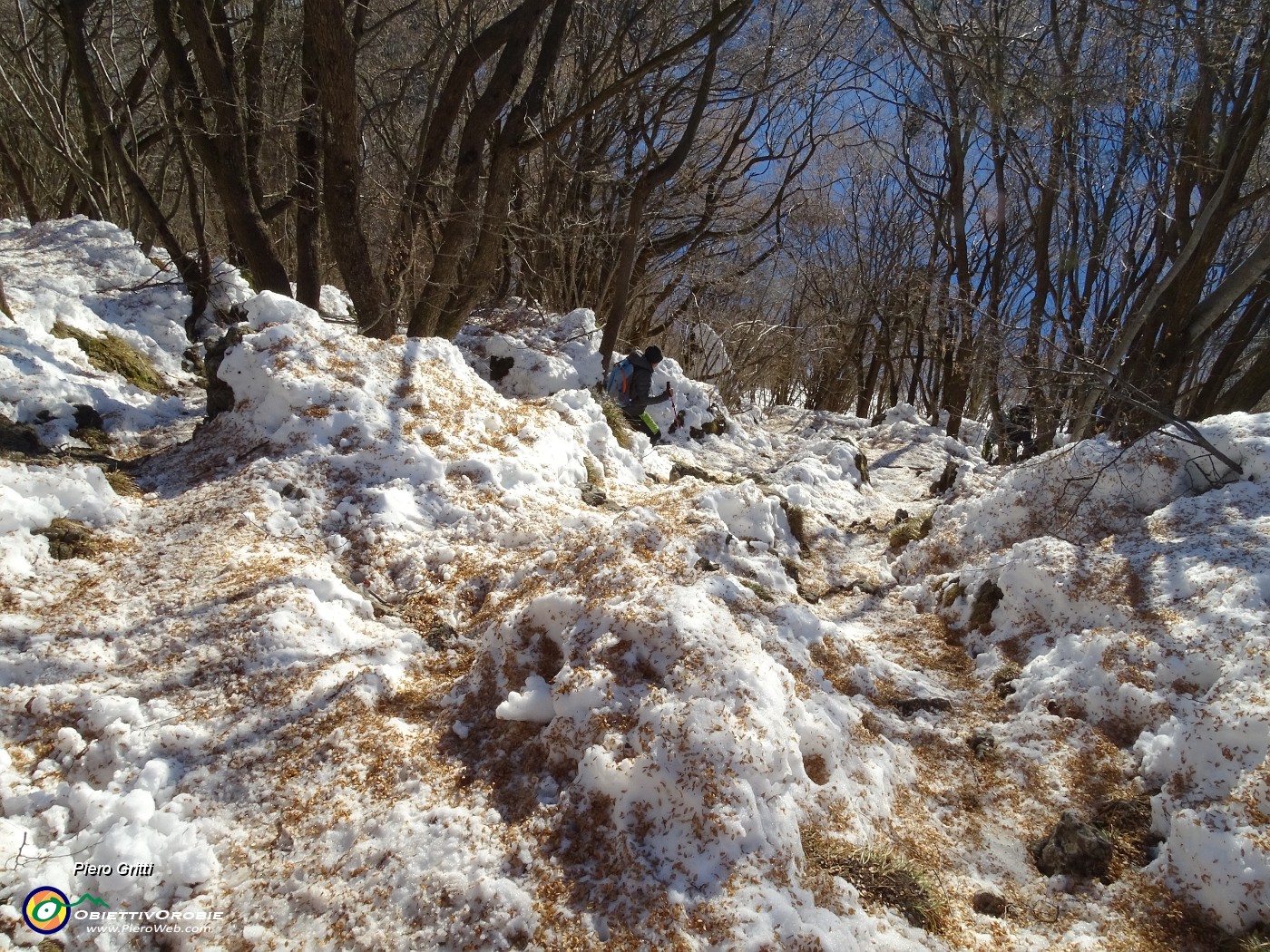 71 Neve con i colori delle foglioline cadute.JPG